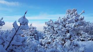 Peter Jennison: New Day (Winter Walk)