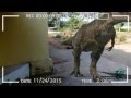 Fun Time - Real World T-Rex | Jurassic CIty 