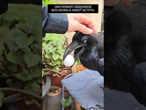 🔥 Они помнят обидчиков всю жизнь и умеют мстить!