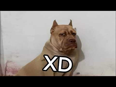 ¡SI TE RIES, PIERDES NIVEL DIOS! 🤣🔥 [999,999% IMPOSIBLE NO REÍR] - VIDEOS DE RISA 😂 TRY NOT TO LAUGH