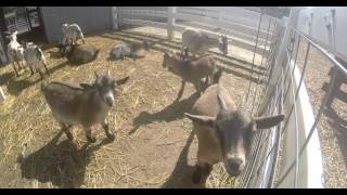 preview picture of video 'goats at petting zoo at Bauman's Pumpkin Patch, 4k'