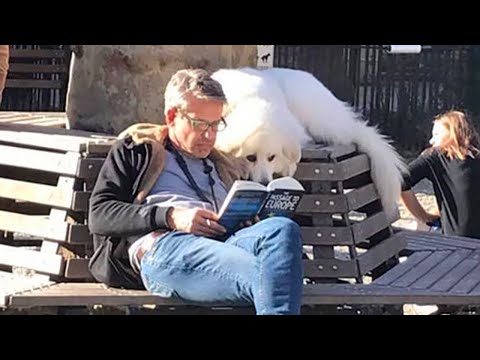 Perros y humanos - Los secretos de una amistad inquebrantable