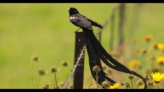 Download lagu KICAUAN burung alam liar paling indah dengan aliran air untuk terapi, rileksasi,ketenangan #27 mp3 Download lagu KICAUAN burung alam liar paling indah dengan aliran air untuk terapi, rileksasi,ketenangan #27 mp3