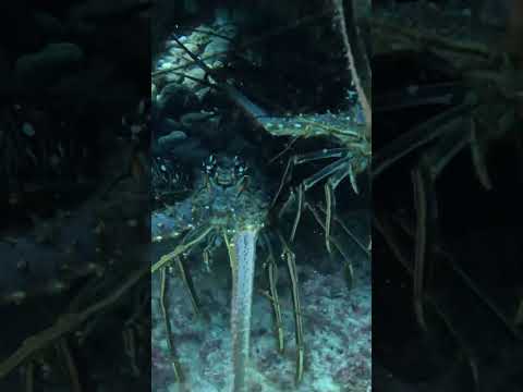 Lobster Diving in Puerto Rico 🦞