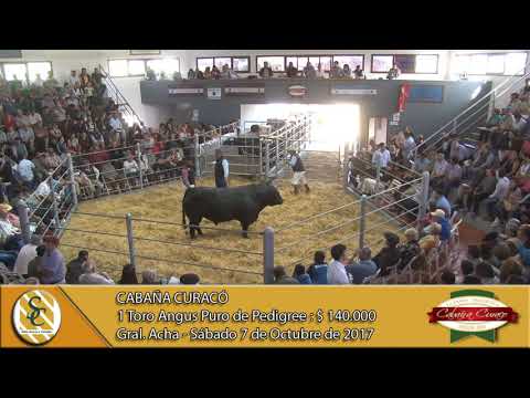 07-10-17 Venta de Toros P.P. - Cabaña Curacó - Gral. Acha.