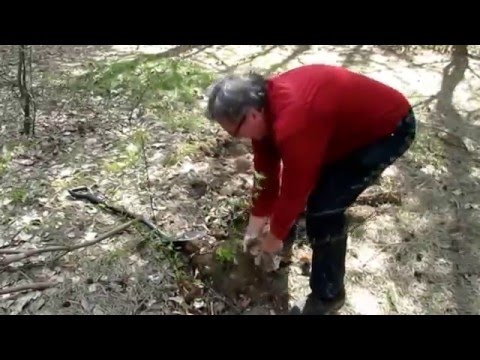 Czeremcha - inwazyjny gatunek o właściwościach użytkowych