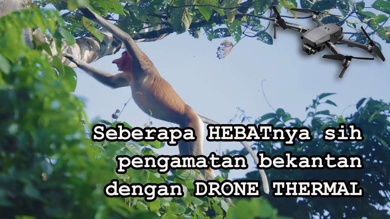 Drone thermal | Monitoring bekantan di Resort Rantau Pulung || Taman Nasional Kutai
