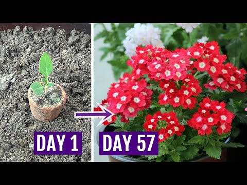 How to Grow Verbena Plant with All Care Tips - Complete Guide