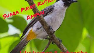 Download lagu Suara Pikat kutilang jitu dan teruji mp3