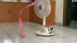 2019.4.10 緞帶逗貓