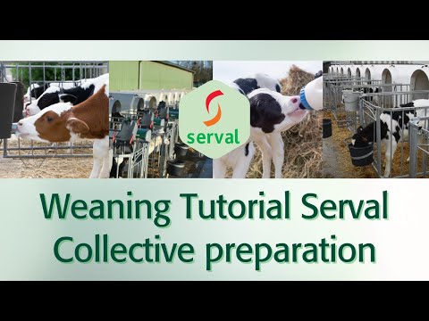 Calf Milk Replacer (Premium Quality & Performance) - Image 2