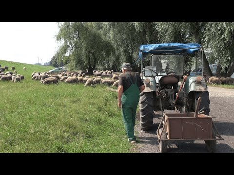 , title : 'Spotkanie hodowców owiec w Opolu – jaka dochodowość hodowli?'