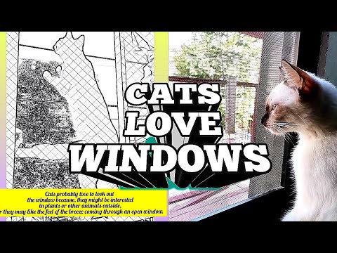 WHY DO CATS LOOK OUT THE WINDOW😻/SIAMESE CAT-MillionShakeZ