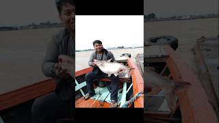 Download lagu strike Babon Patin 25KG❗❗#mancing #patinsungai #patinmonster #fishing mp3 Download lagu strike Babon Patin 25KG❗❗#mancing #patinsungai #patinmonster #fishing mp3