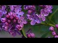 Peaceful Relaxing Instrumental Music. Meditation Clam Music "Beautiful Forest" by Tim Janis