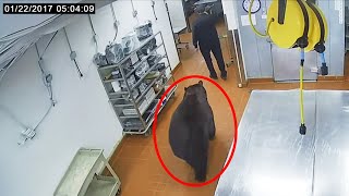 When Bear Attacks Get Caught on Security Cameras #2