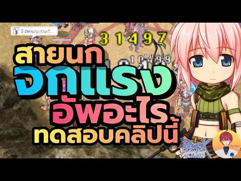 สายนก จกแรง ดาเมจพุ่งสุด สเตตัสไหน มีผลบ้าง | (ROC มูลไลท์&บาโฟ)