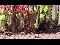 Black Bird Song Bird Female Bird Wild Life Background No Copyright Video