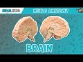 Anatomy of the Brain | Model
