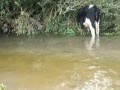 Cattle Defecation In Stream
