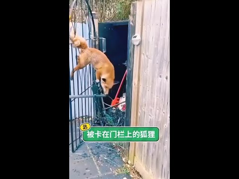 這隻小狐狸偷吃了無數次雞，本以為會遭驅趕，沒想到大叔的溫柔讓這個冬日充滿了奇蹟。