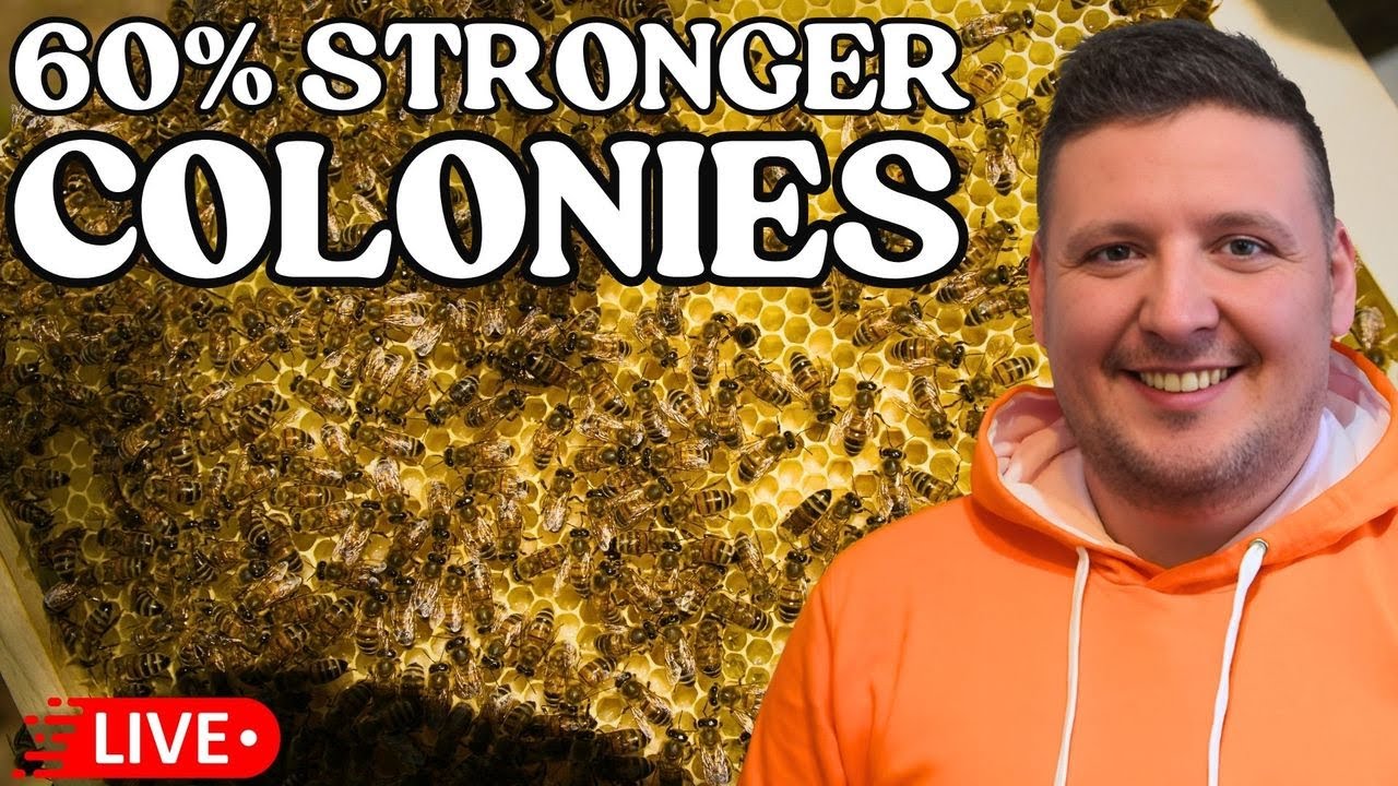 90% Less Work, 60% Stronger Colonies – The Ultimate Bee Stimulation Method!