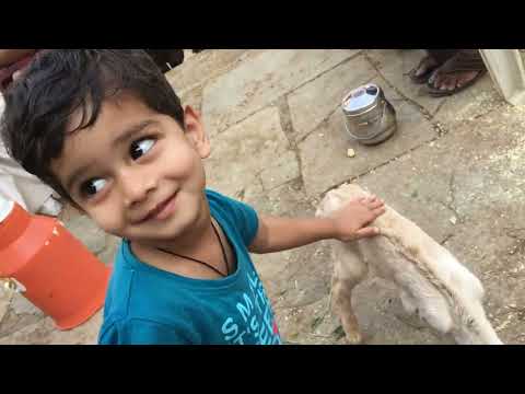 Watch Pradhyun's Adorable Interaction with a Baby Goat: Cute Kid's Playtime Fun!