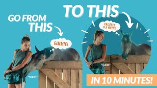 TRAINING A MUGGY YOUNG HORSE