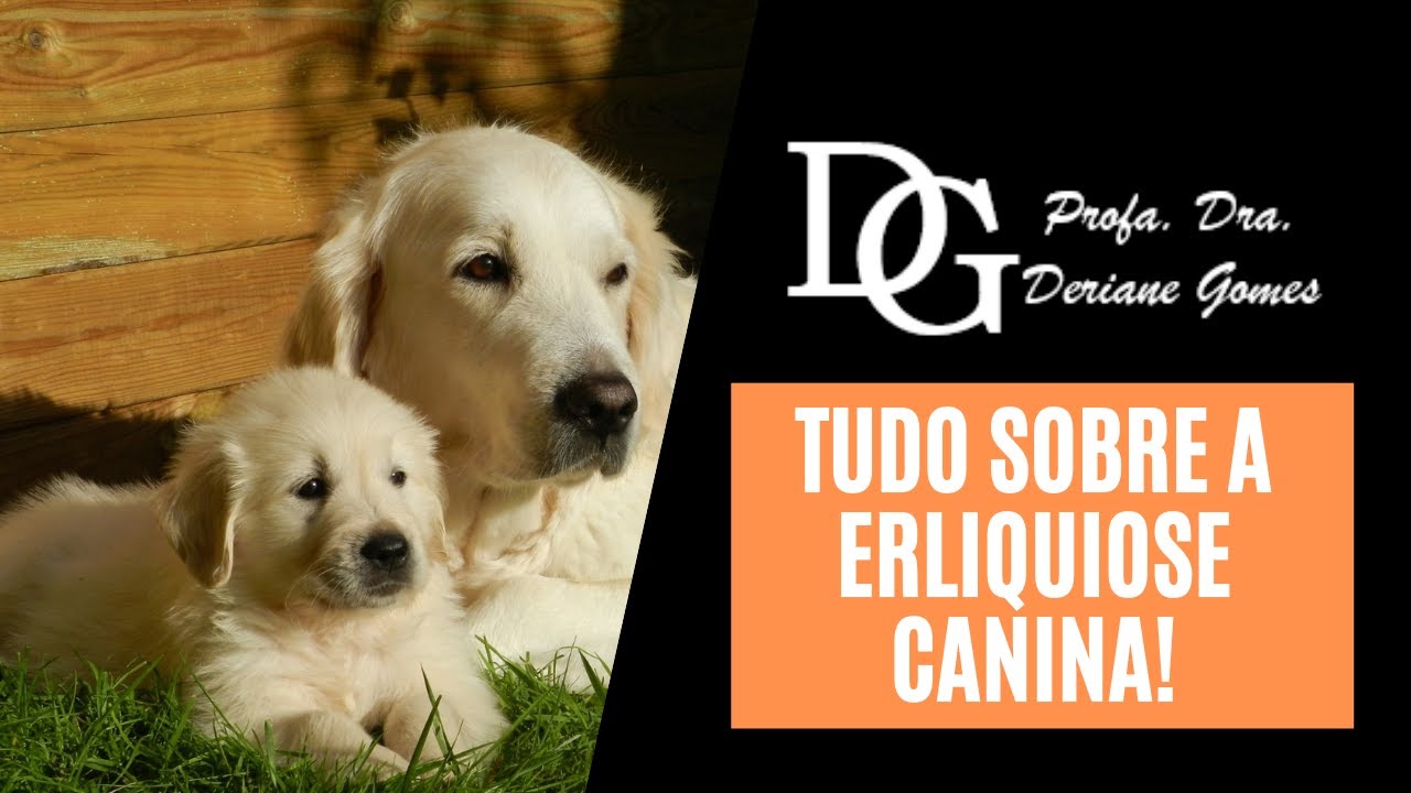 084. Tudo Sobre a Erliquiose Canina!