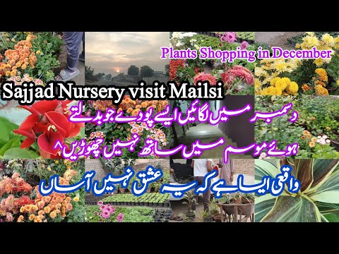 How To Grow Permanent Plants From Cutting In December Growplants by cutting fast Winter#TheFlowerBox