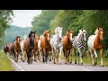 Colorful Horses Running Through The Vast Green Forest Horse Neighing Horse Video