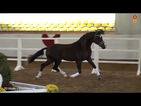 VITALIS x Diamond Hit - étalon DSP Premium 202