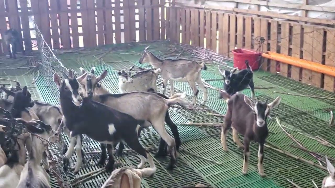 Bonita Rasa De Cabras 🐐 Hay Ala Venta