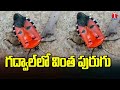 Strange insect found in Gadwal | Dhoom Dhaam Muchata | T News