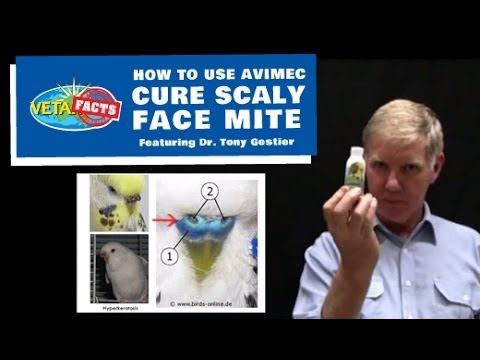 download lagu mp3 mp4 Avimec Scaly Face Mite Treatment, download lagu Avimec Scaly Face Mite Treatment gratis, unduh video klip Avimec Scaly Face Mite Treatment