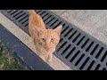 Cute Orange Cat Meows Loudly Because It S Very Hungry