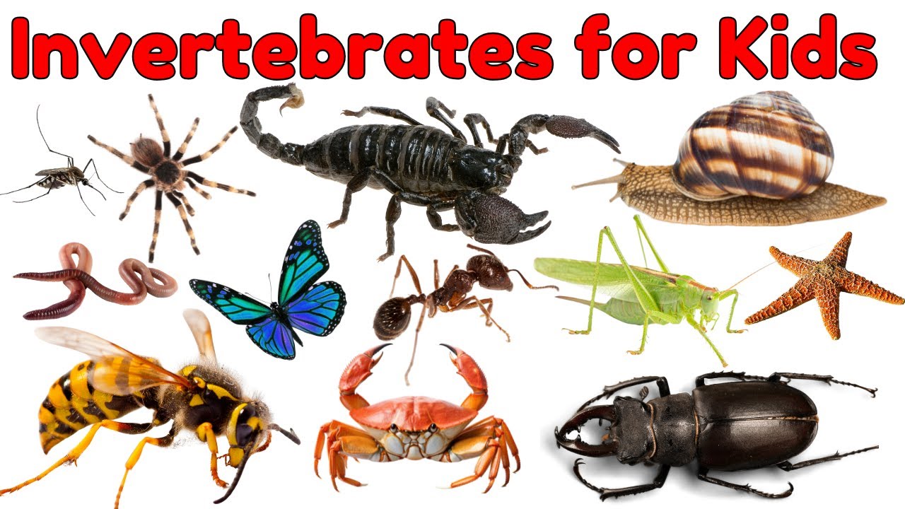 20 Invertebrates Vocabulary for Kids | Learn Names of Invertebrate Animals with Pictures #animals