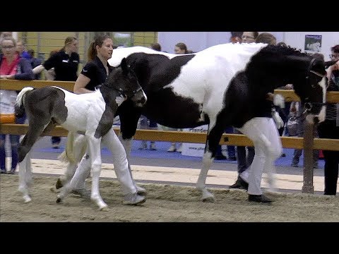 Zucht trifft Aufzucht - Rassen-Ring - ♘ HansePferd 2018 ♘