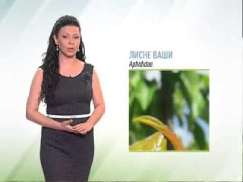 Zelena prognoza, 15.5.2015. - O merama zaštite u zasadima višnje i trešnje