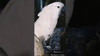 Download lagu Suara burung Kakatua #youtubeshorts #bantusubscribe mp3