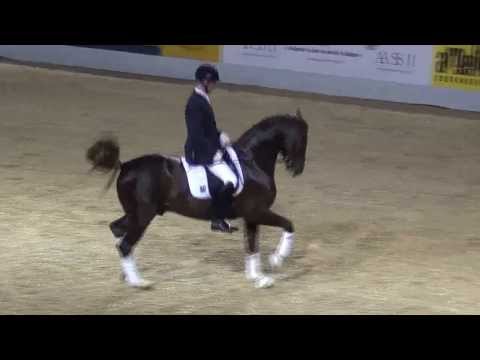 NRW-Landbeschäler DANKESCHÖN unter Hauptberittmeister Peter Borggreve