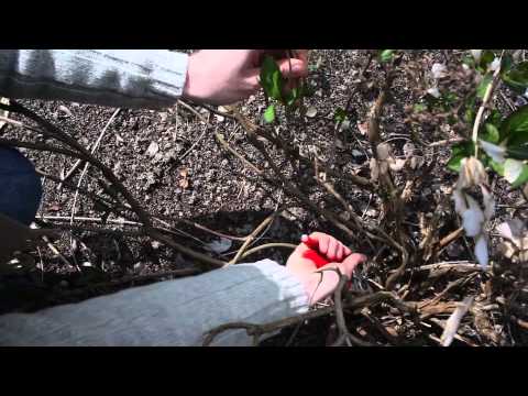 comment traiter les azalees