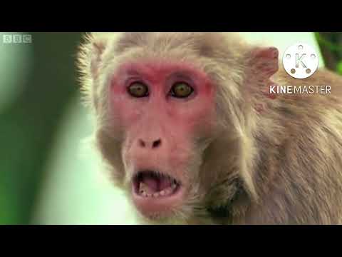 Walk On The Wild Side - Curse of the Frozen Monkey