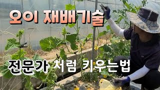 전문가 처럼 오이 재배법 곁순제거 추비 병충해 관리 오이재배법 # cucumber cultivation te…