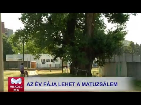 Videó előnézet