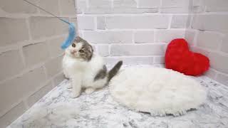 スコティッシュフォールドの動画01