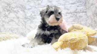 ミニチュアシュナウザーの動画01