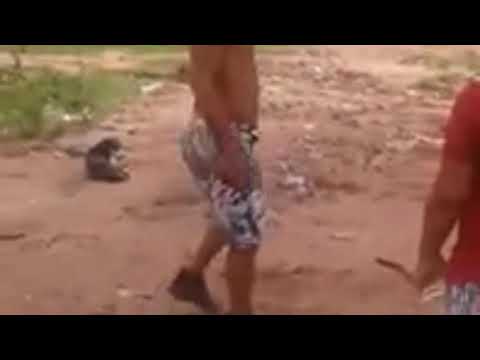 LEVAR  FUMO - Lambasaia