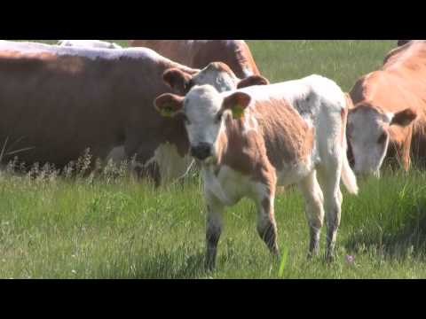 download lagu mp3 mp4 Villa Elfvik, download mp3 Villa Elfvik free download, download mp3 Villa Elfvik