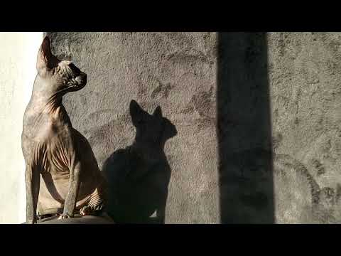 Sphynx Sphinx kittens cat (can deliver) - Image 2